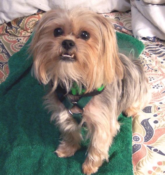 Yorkshire Terrier – foto 2