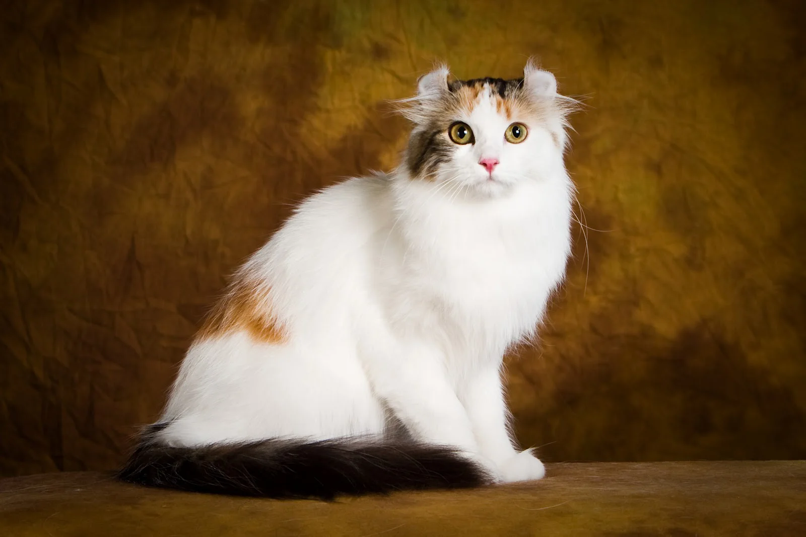 American Curl – foto 2