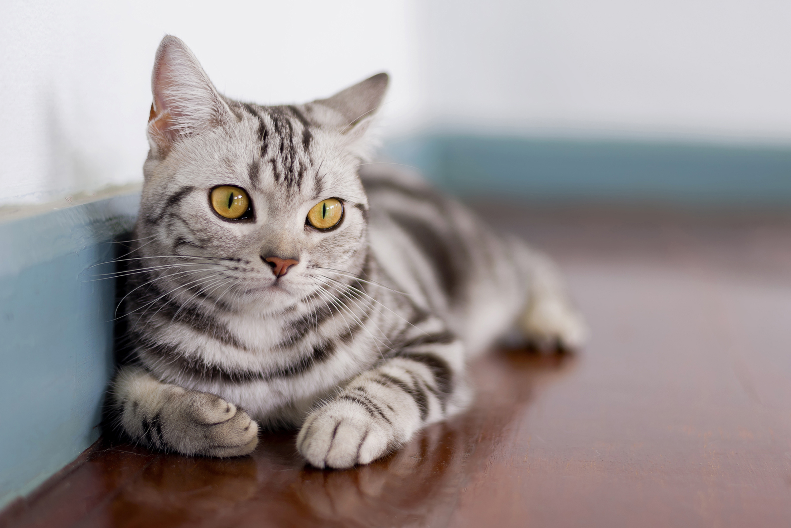American Shorthair – foto 3