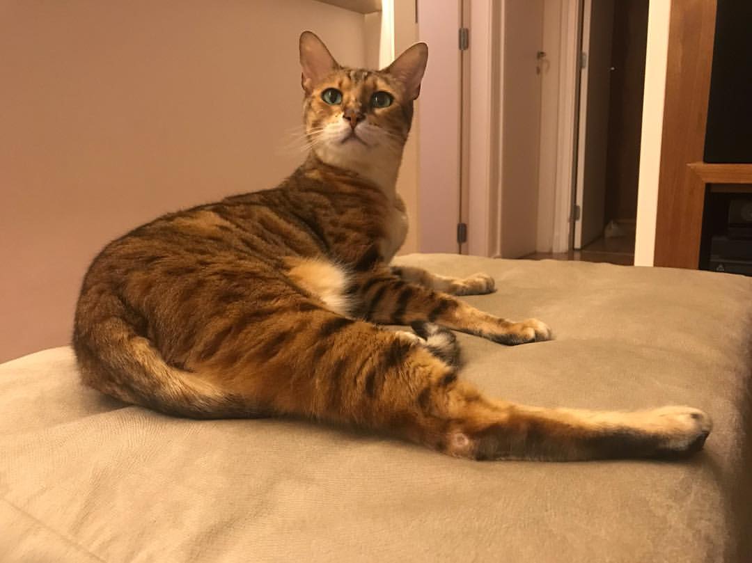 Bengal – foto 3