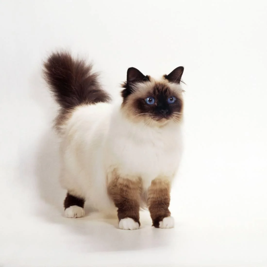 Birmanês