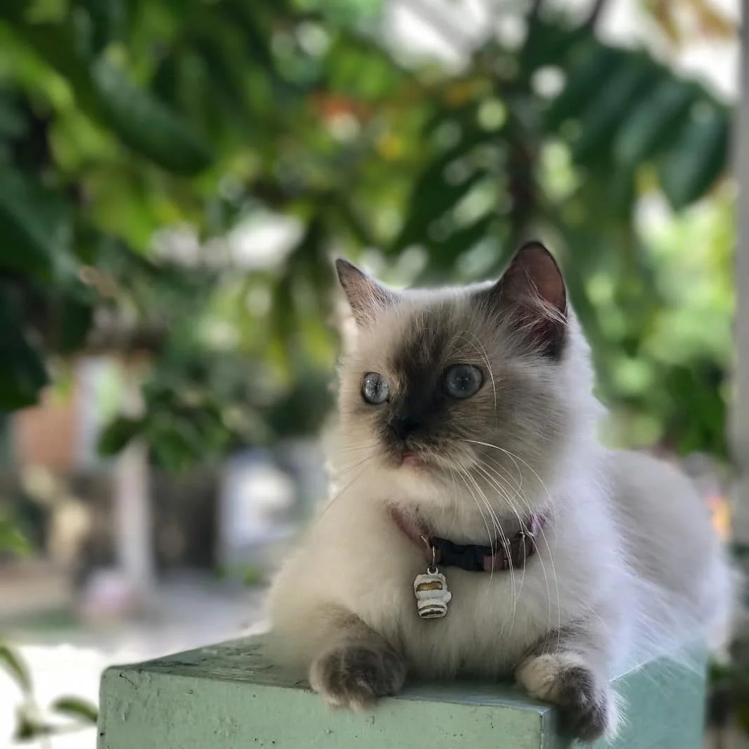 Birmanês – foto 2