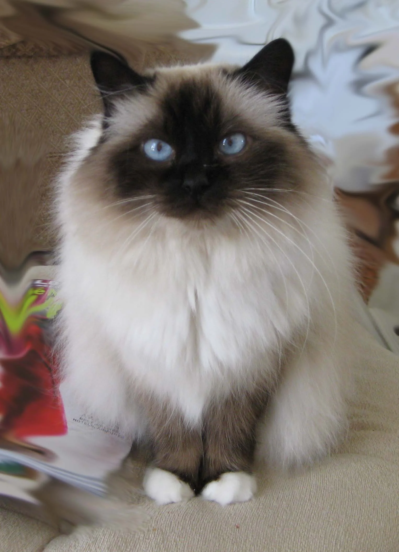 Birmanês – foto 3