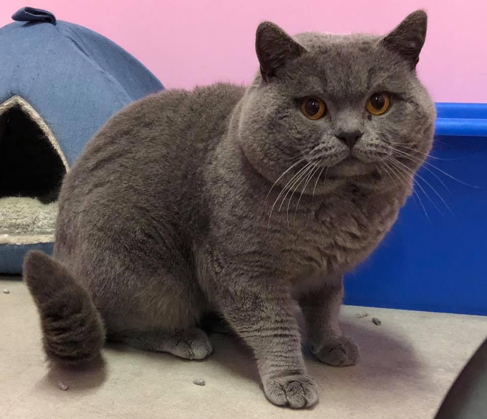 British Shorthair – foto 2