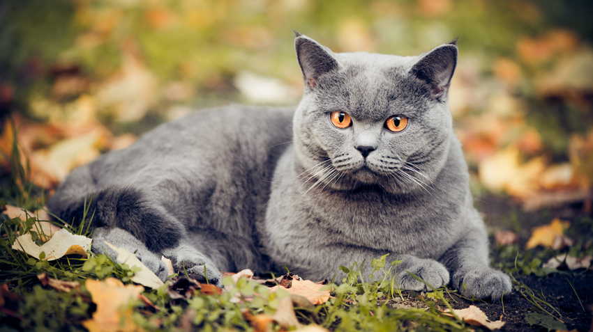British Shorthair – foto 3