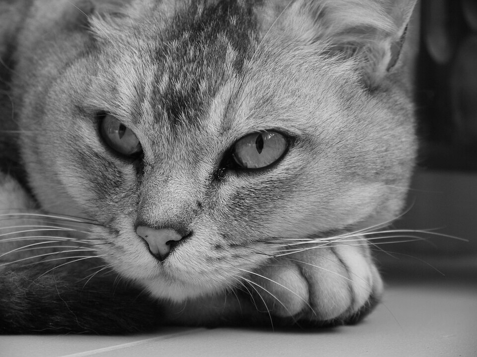 Burmilla – foto 2