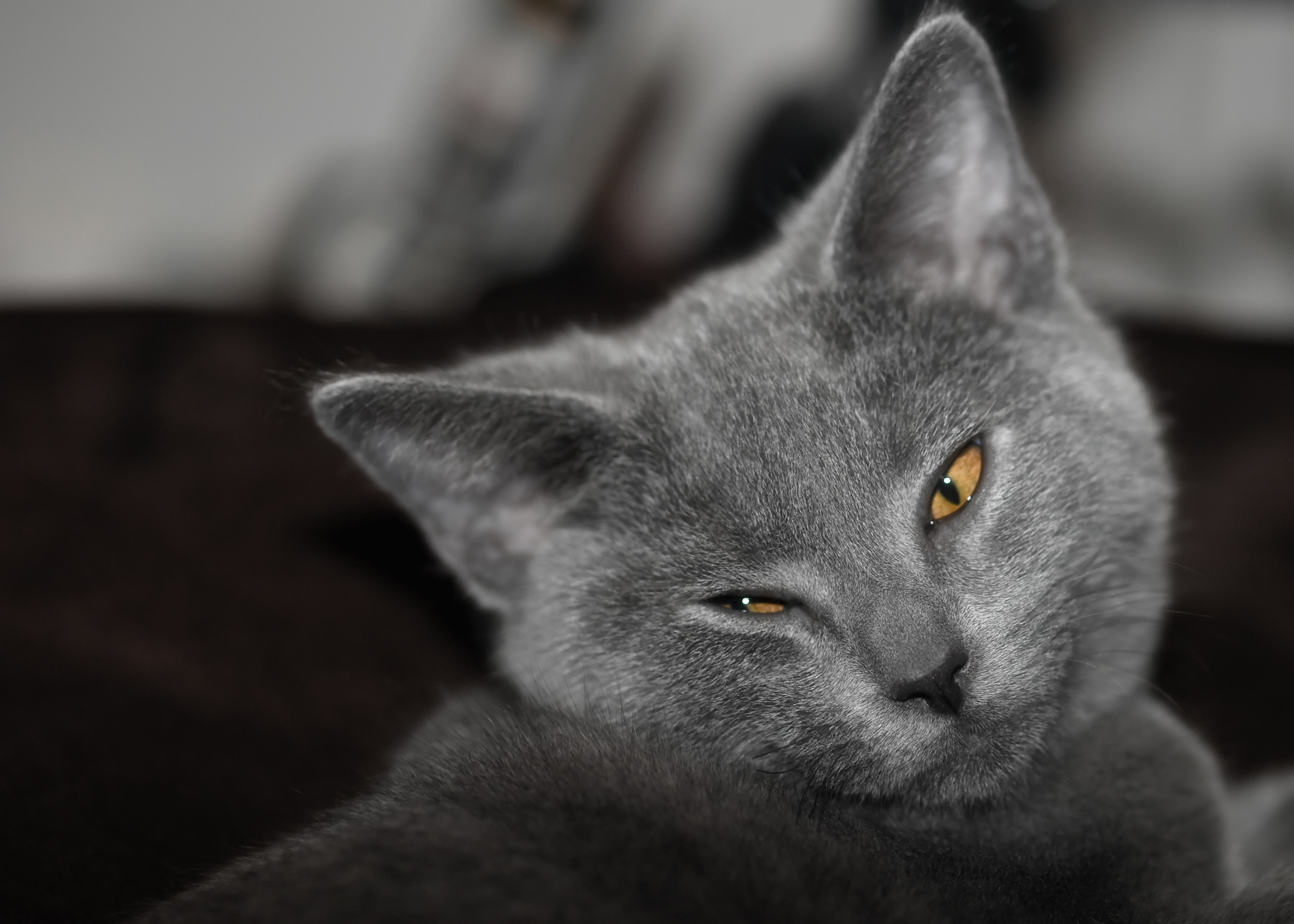 Chartreux – foto 2