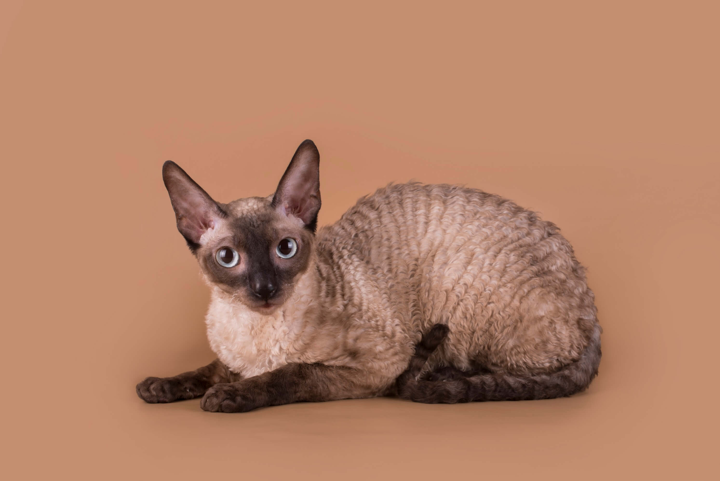 Cornish Rex – foto 3