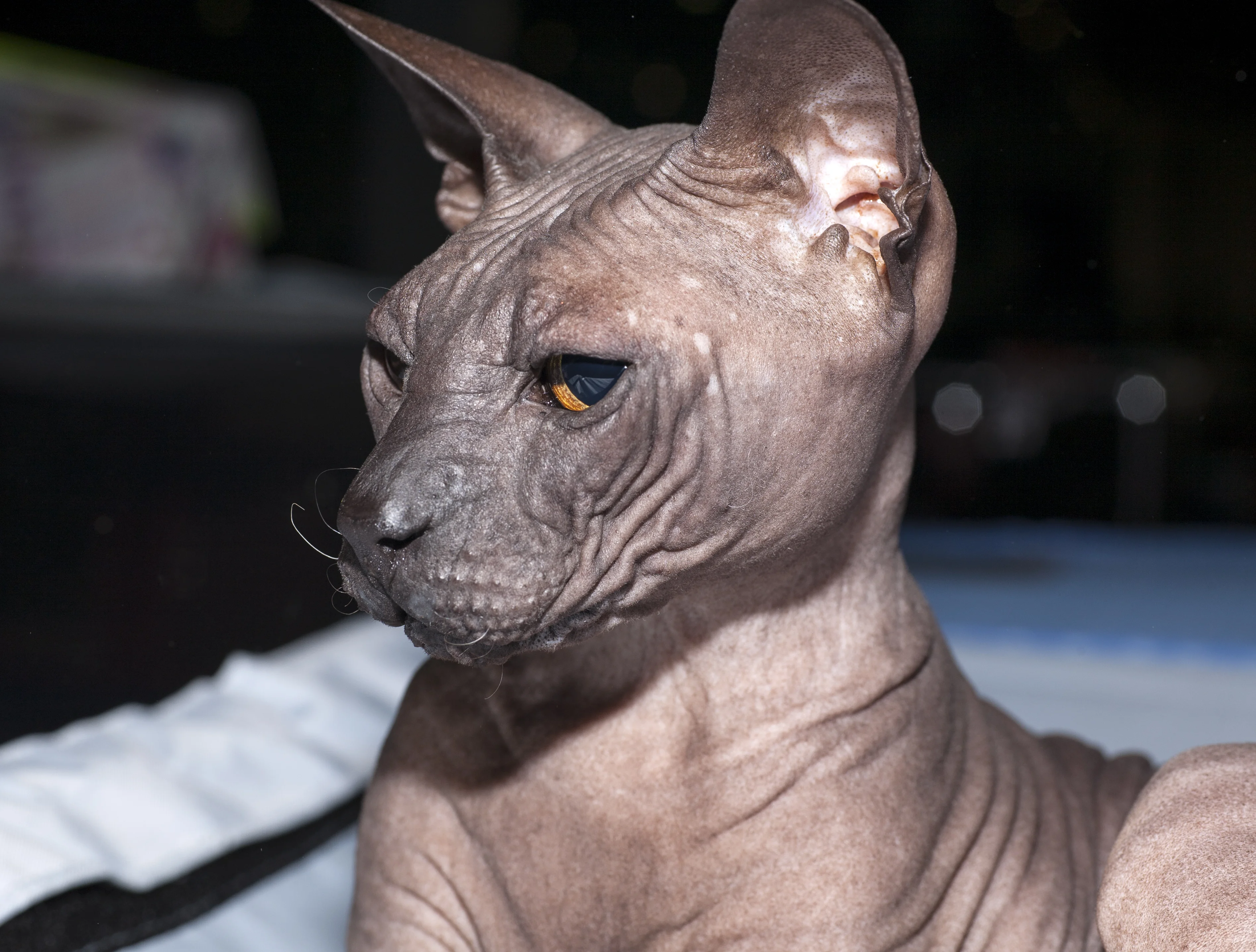 Donskoy – foto 3