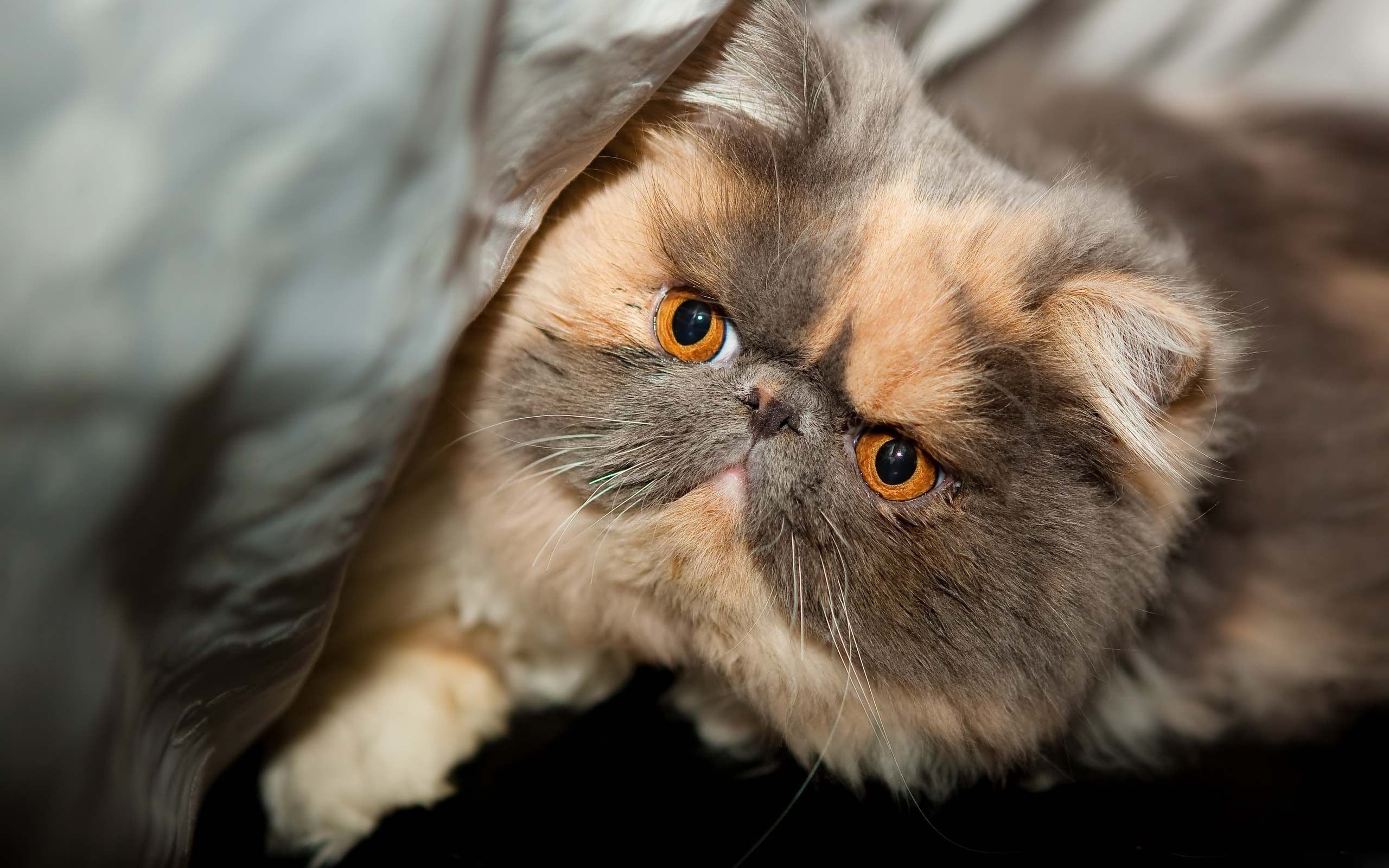 Exotic Shorthair – foto 3