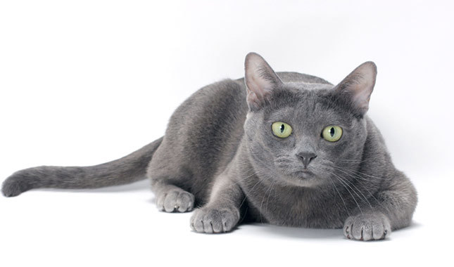 Korat
