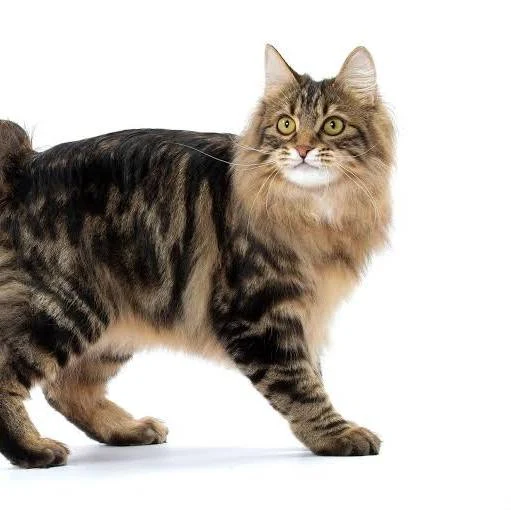 Kurilian Bobtail – foto 3