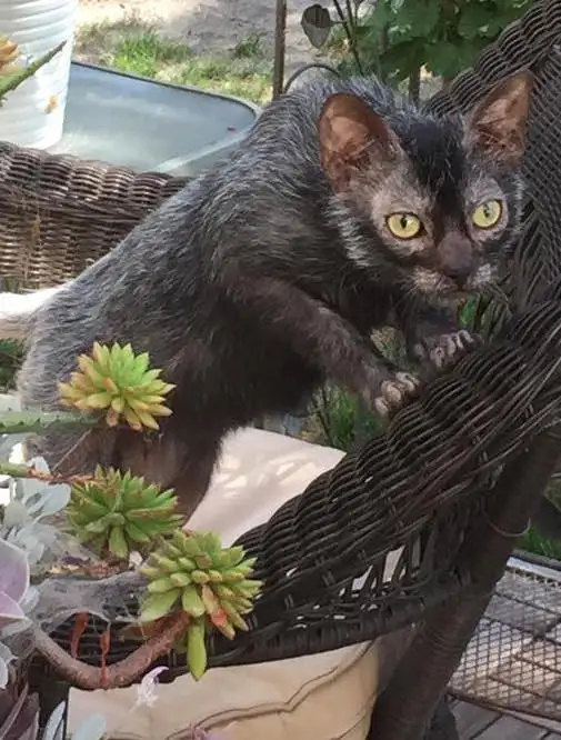 Lykoi – foto 2