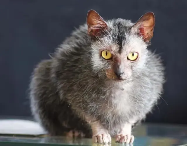 Lykoi – foto 3