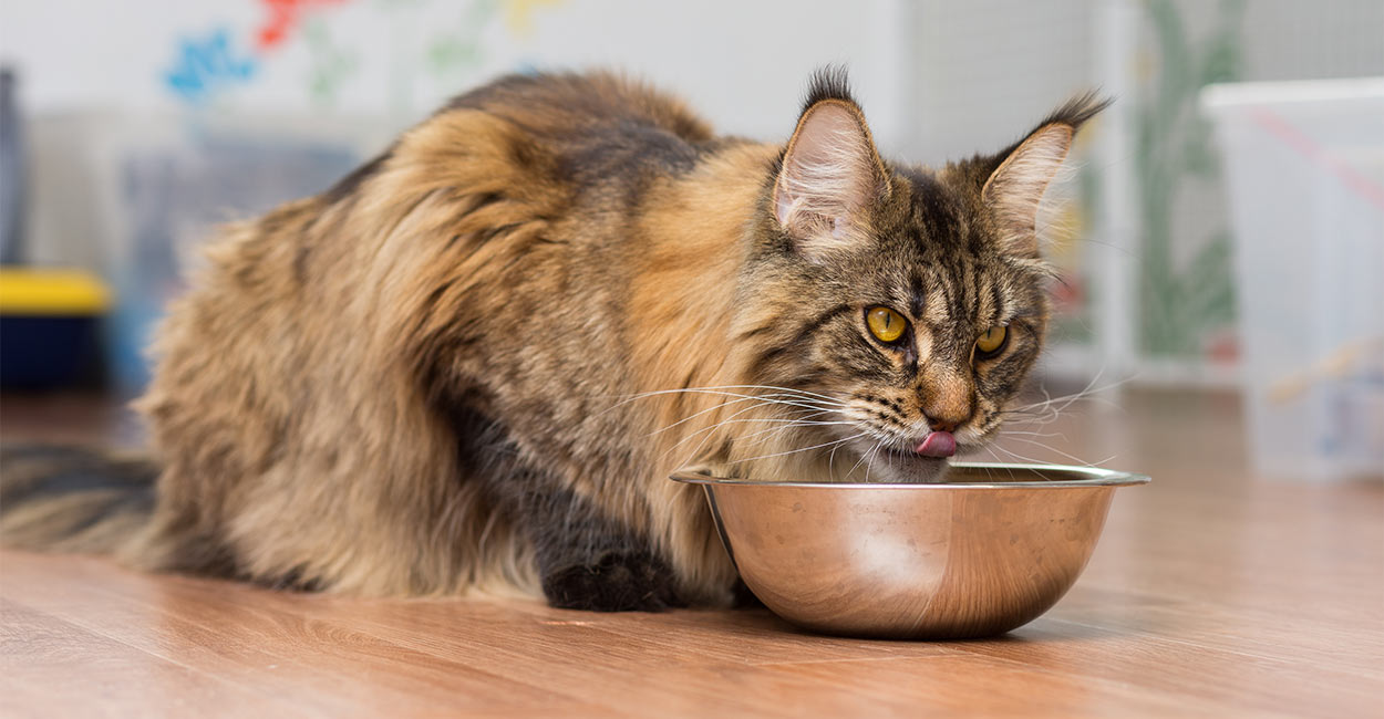 Maine Coon