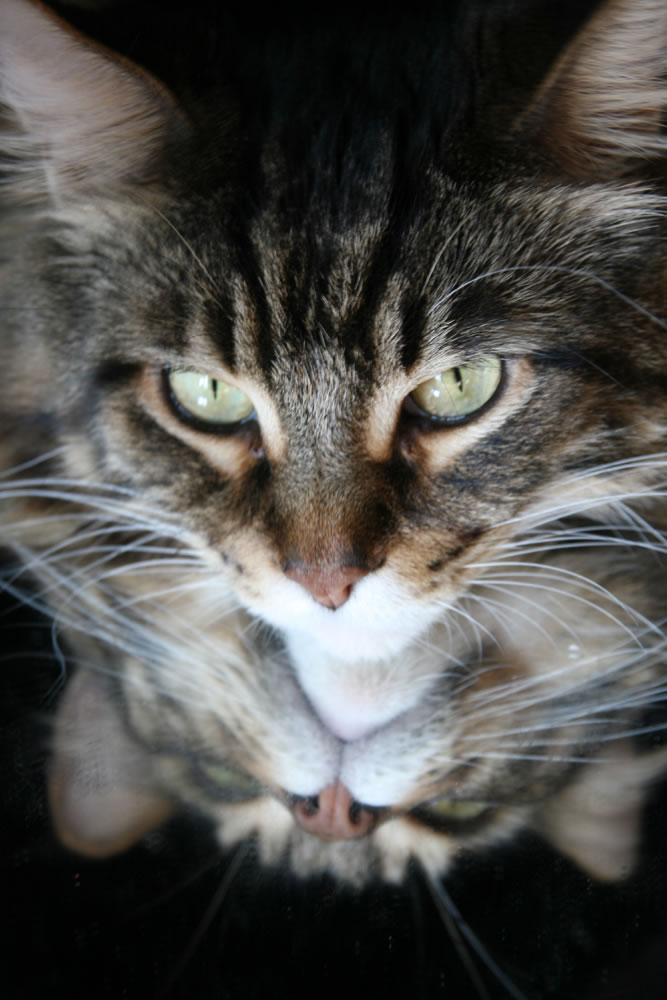 Maine Coon – foto 2