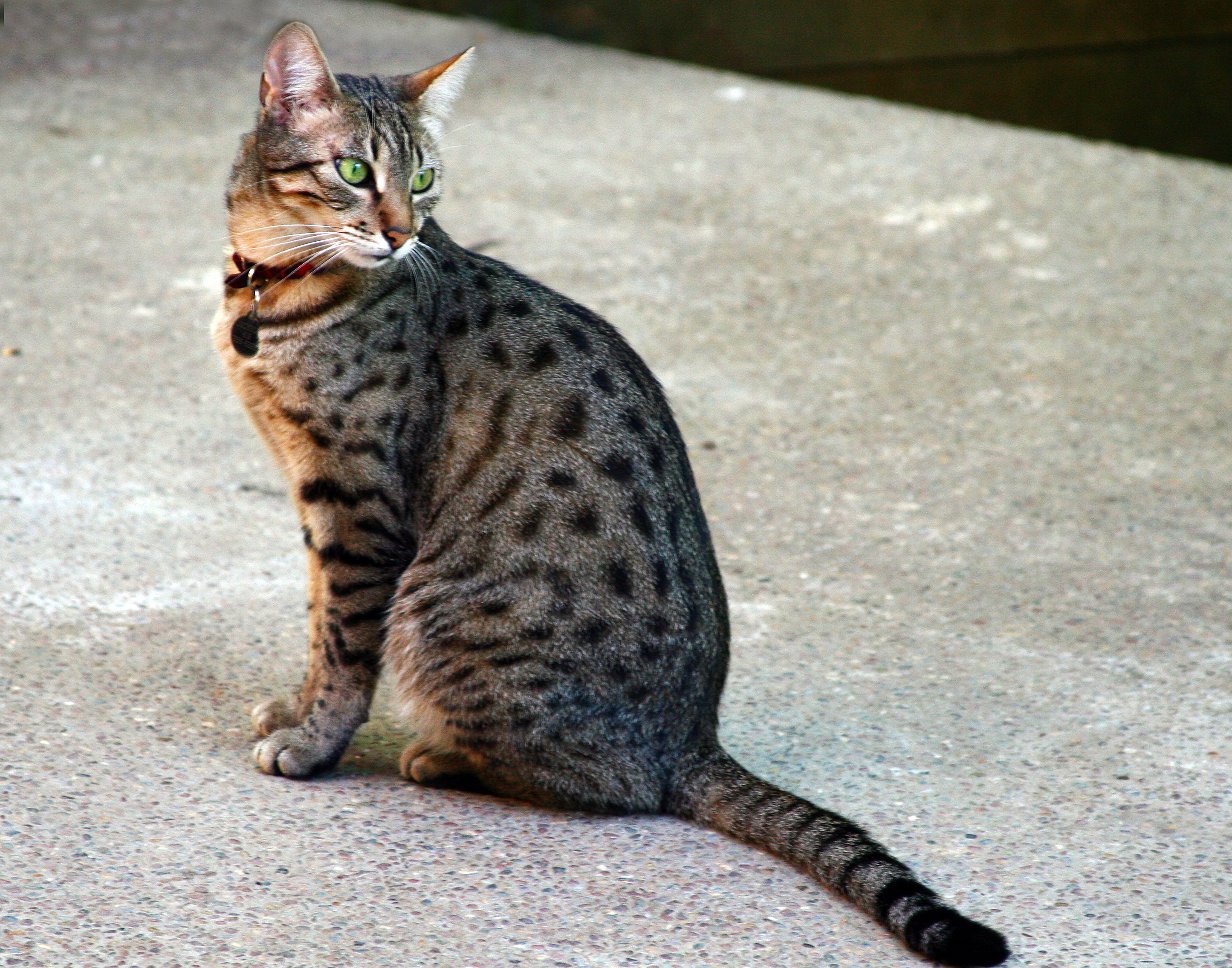 Mau Egípcio – foto 2