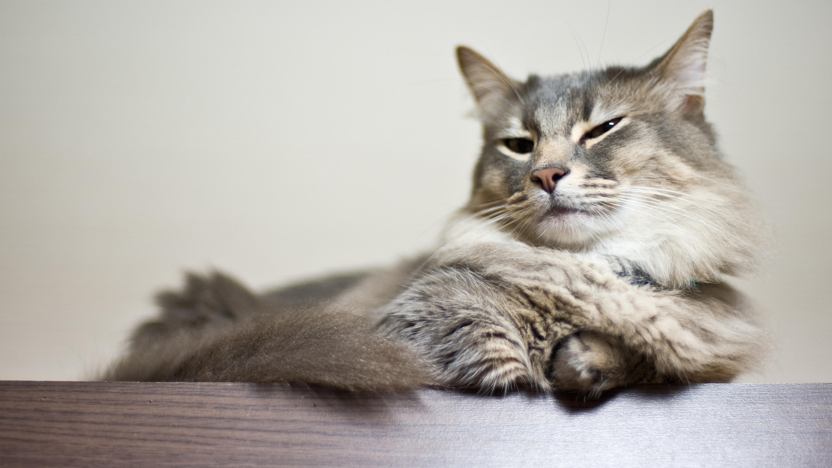 Munchkin – foto 2