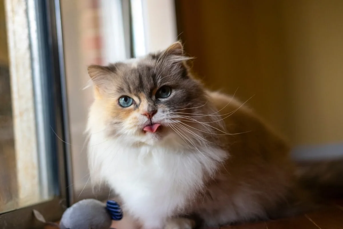 Napoleon (Minuet)