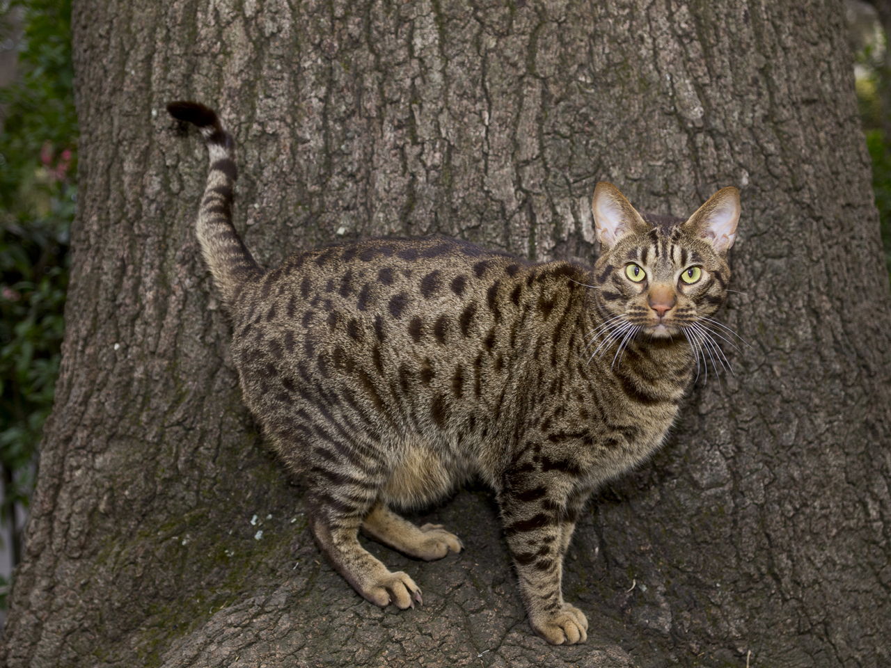 Ocicat – foto 2