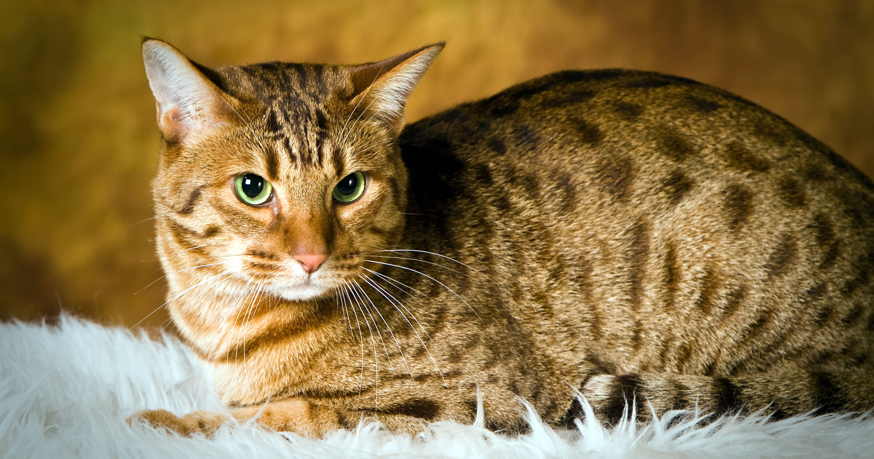 Ocicat – foto 3