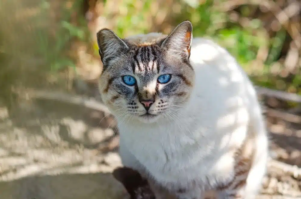 Ojos Azules