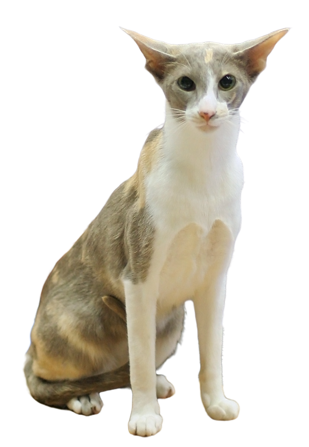 Oriental Shorthair – foto 2