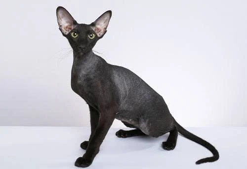 Peterbald – foto 2