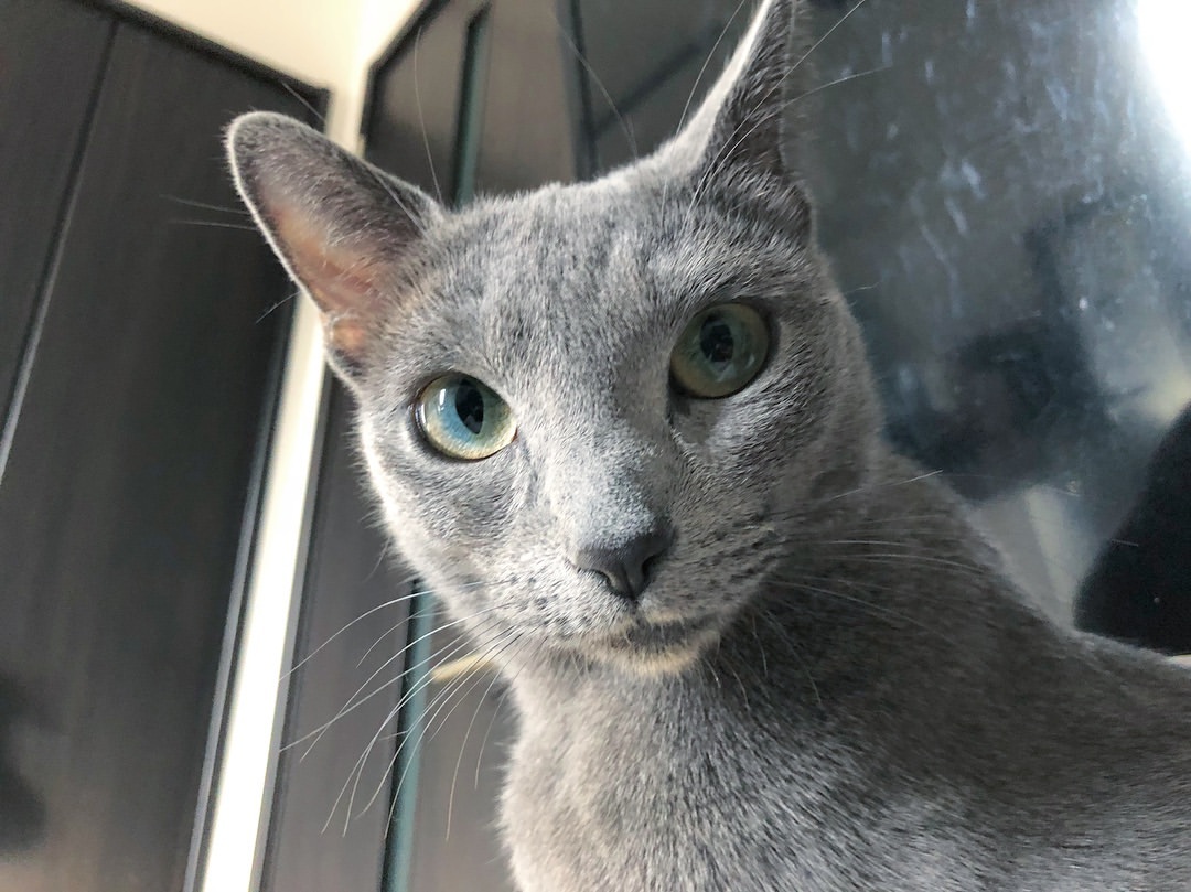 Ragamuffin – foto 3