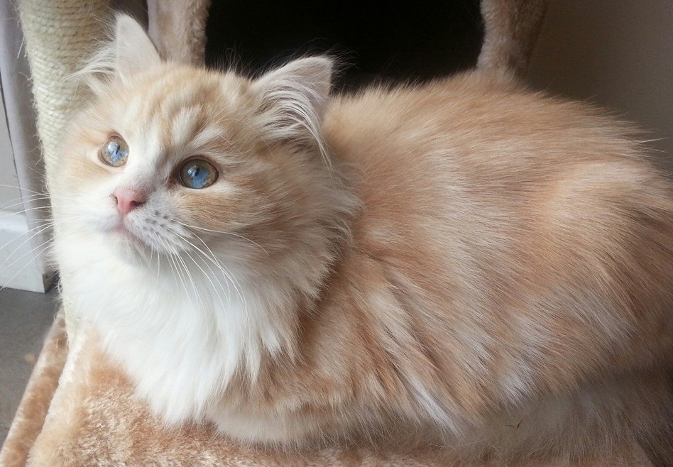 Gatos Indoor: Como Manter seu Gato Feliz e Saudável em Casa