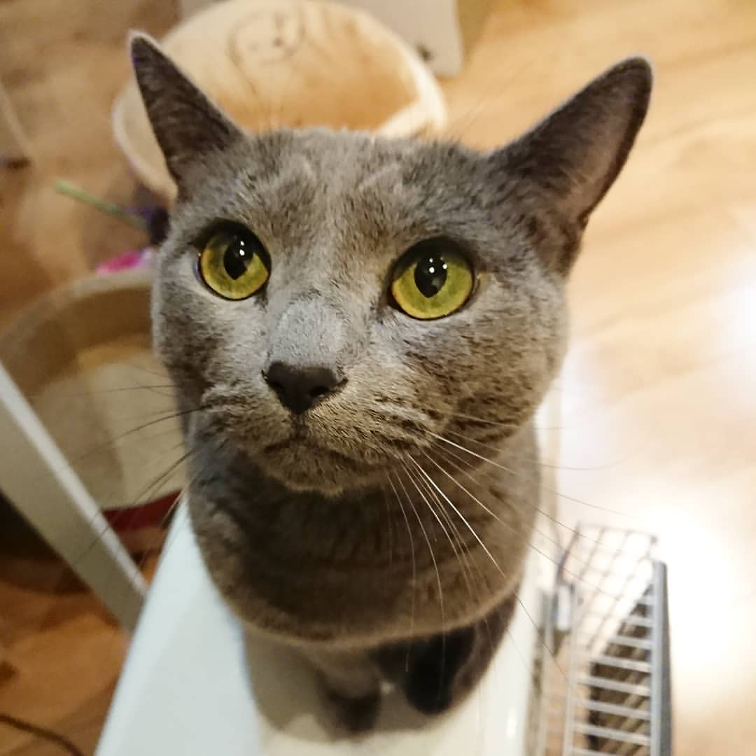 Russian Blue – foto 2