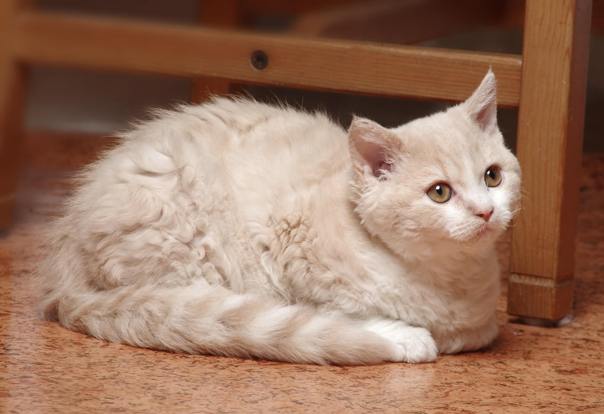 Selkirk Rex – foto 3