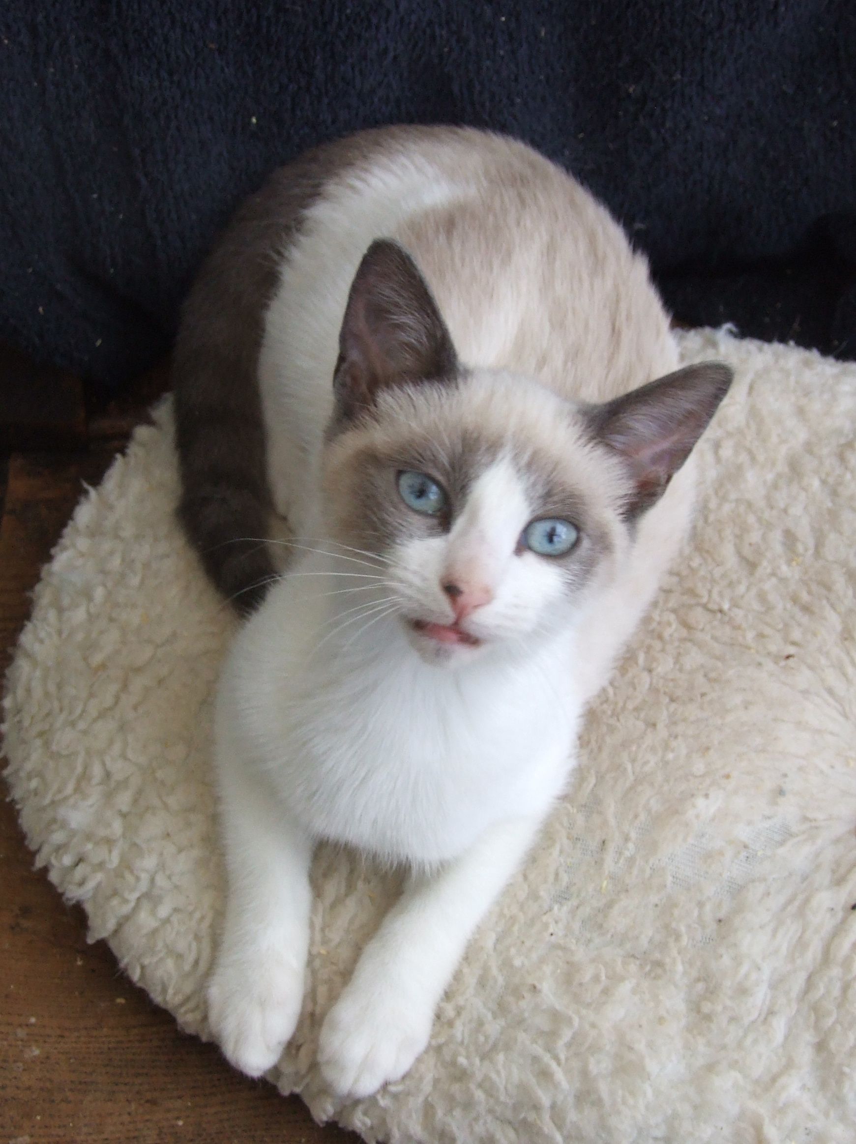 Snowshoe