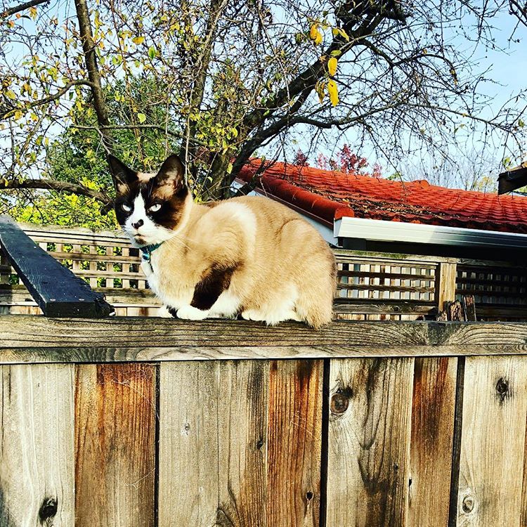 Snowshoe – foto 2