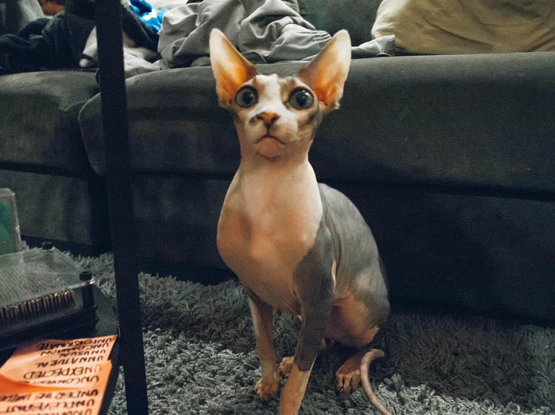 Sphynx – foto 3