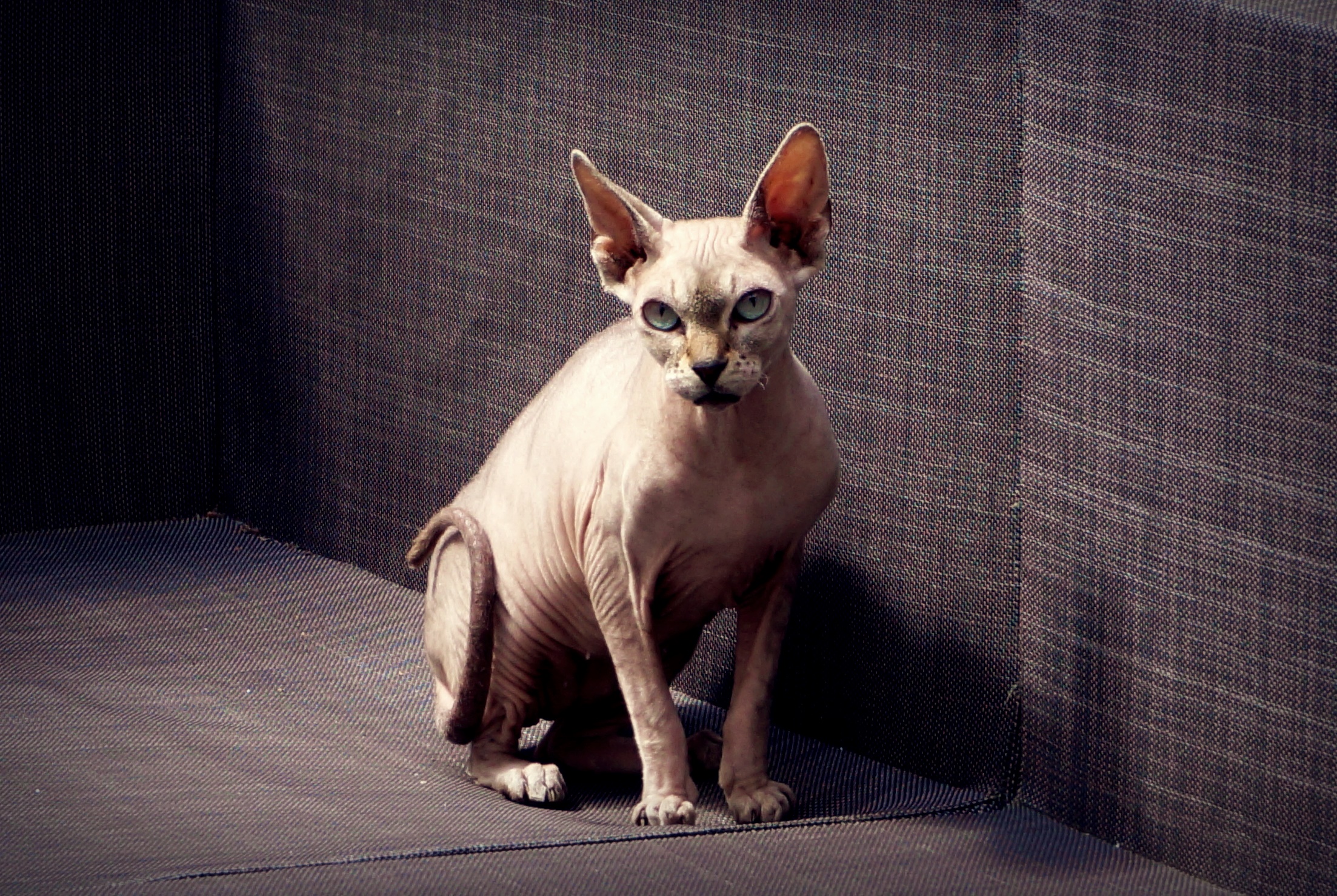 Sphynx — o gato sem pelo mais indicado para alérgicos