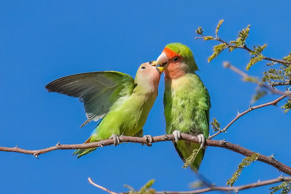 Casal de agapornis — espécie monogâmica que forma vínculos afetivos duradouros