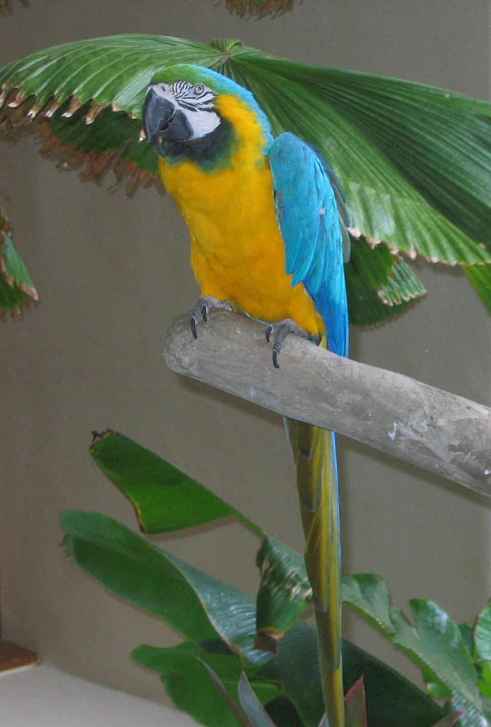 Arara-azul-e-amarela – foto 2