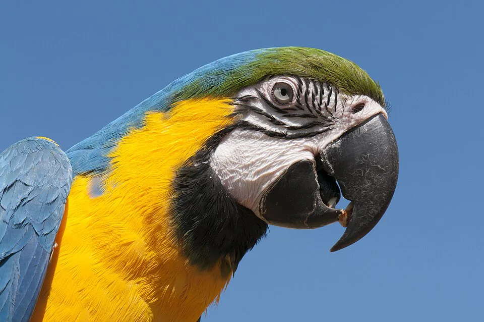 Arara-azul-e-amarela – foto 3