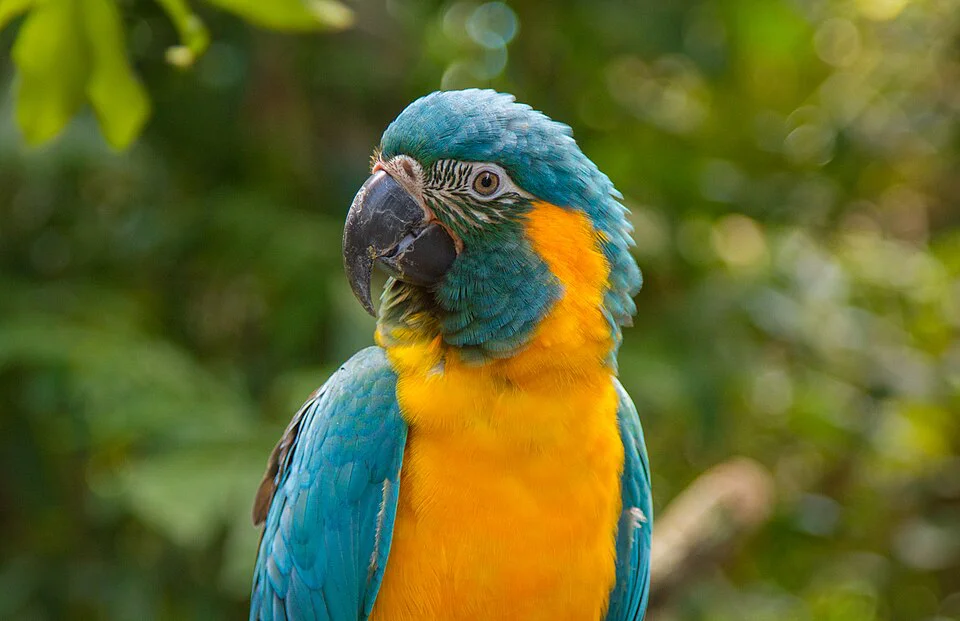 Arara-canindé – foto 3