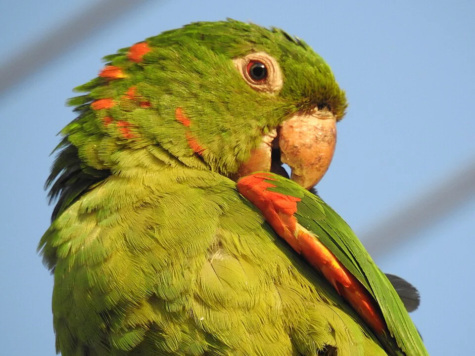 Ararinha-verde – foto 2