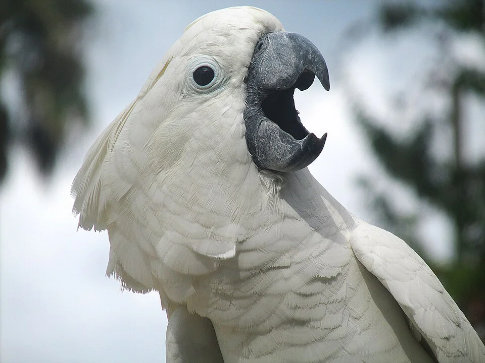 Cacatua-branca