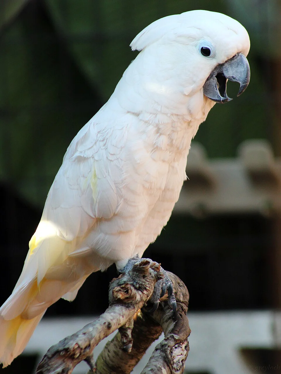 Cacatua-branca – foto 2