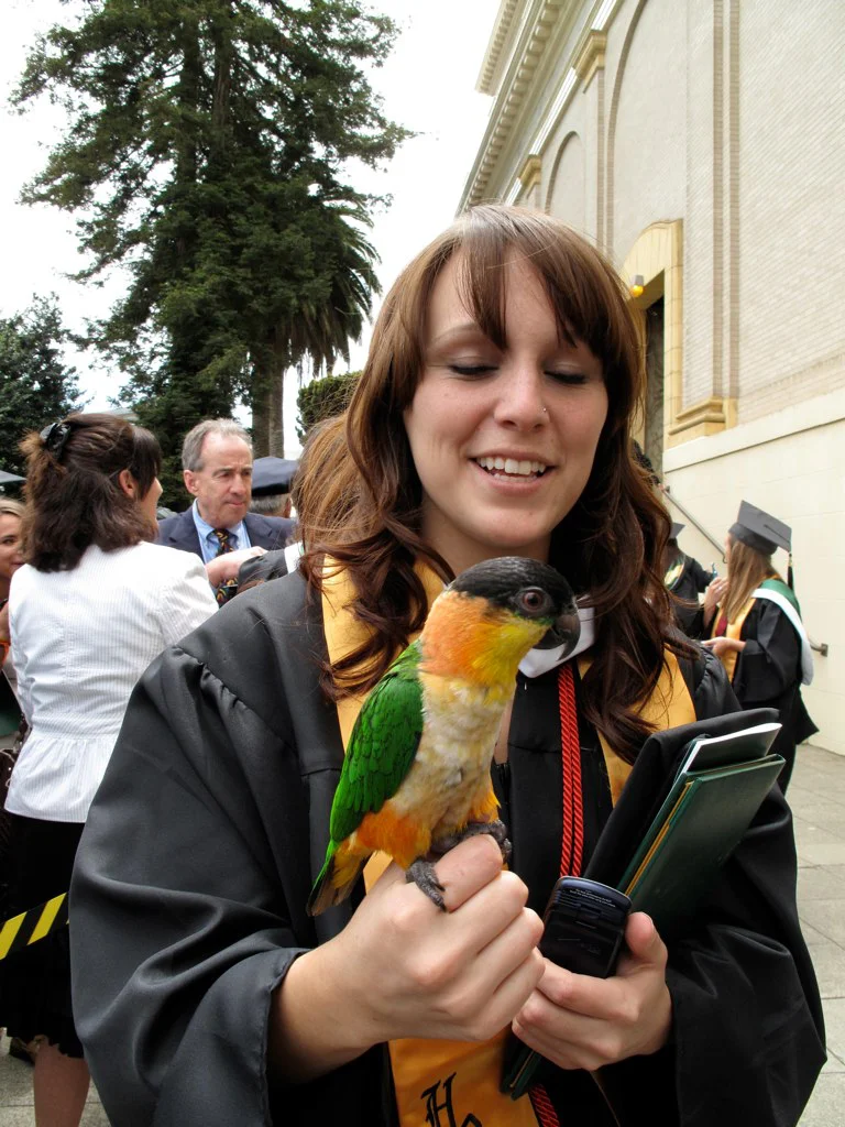 Caique-cabeça-preta – foto 2