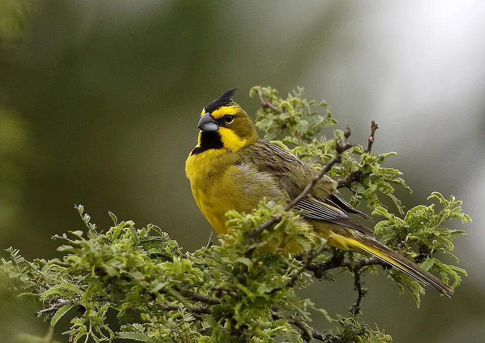 Cardeal-amarelo – foto 2