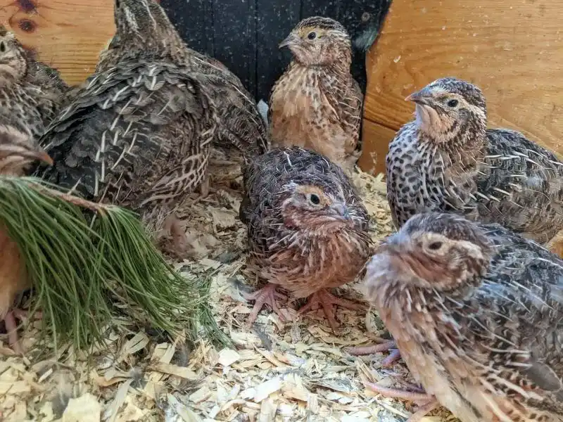Codorna-japonesa – foto 3