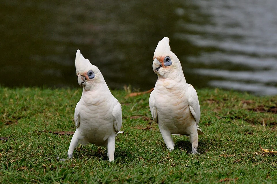 Corella-pequena