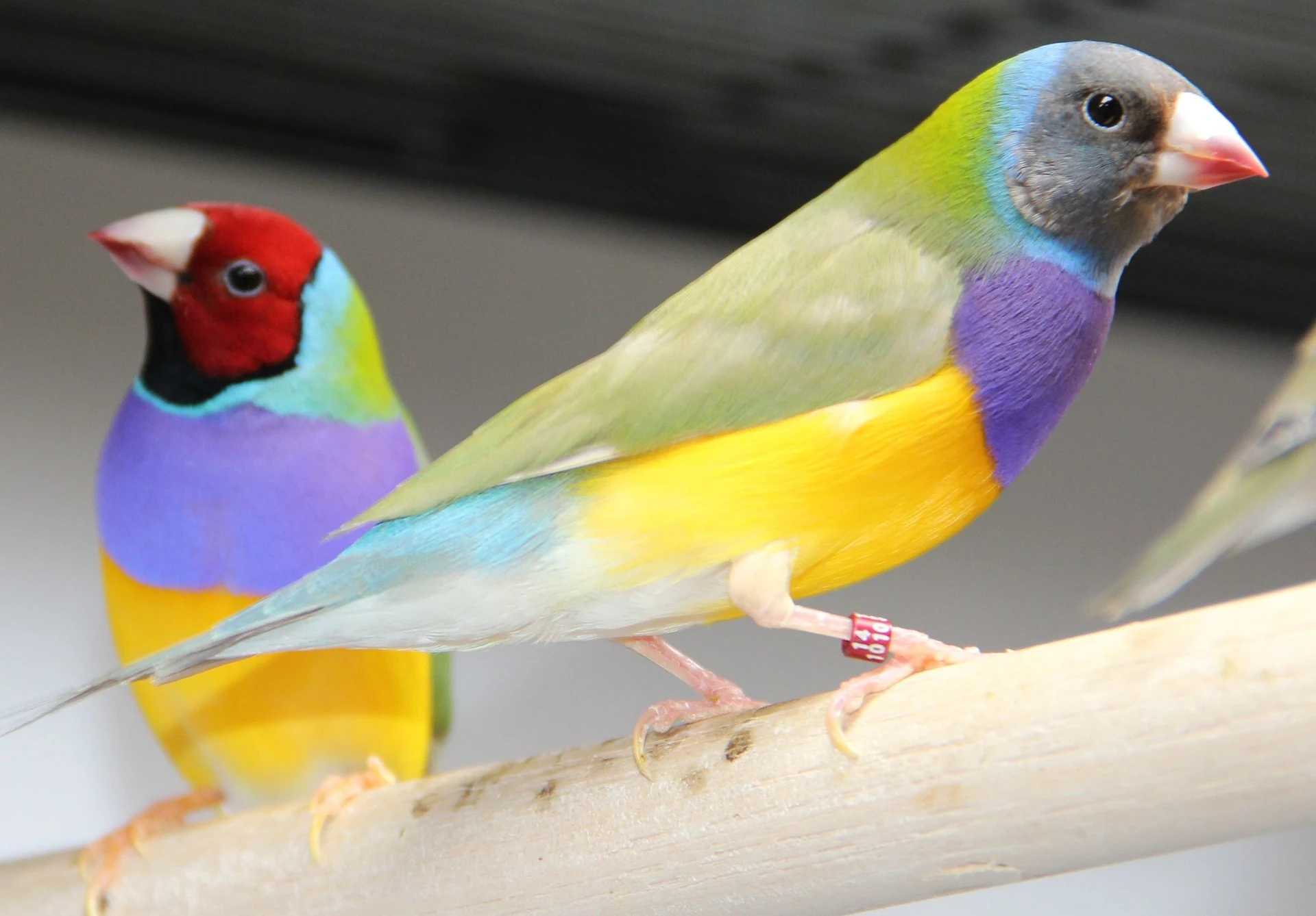 Diamante-de-Gould
