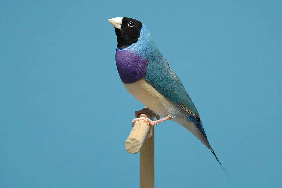 Diamante-de-Gould – foto 3