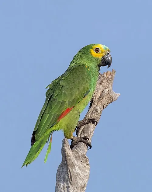 Papagaio-de-fronte-azul – foto 2